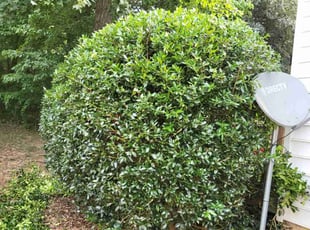 Bush Trimming by Javaris Ervin for Camille H. in Mooresville, NC