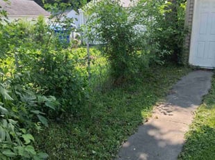 Bush Trimming by Venus Dunn for Patrice B. in Minneapolis, MN