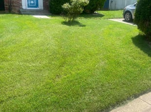 Bharat K.'s Grass Cutting service result