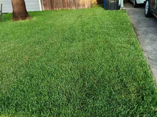 Nilza L.'s Lawn Mowing service result