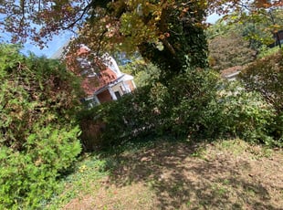 Bush Trimming by Caree Keith for Darriah J. in Washington, DC