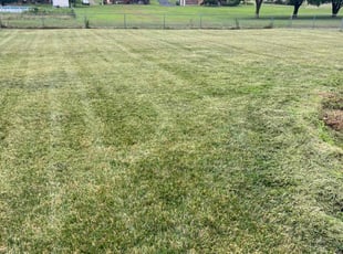 Briana D.'s Lawn Care service result