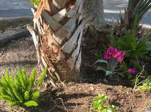 Weeding by Brandon Bowden for Timothy G. in Sarasota, FL