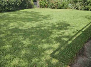 Alex T.'s Lawn Service service result