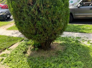 Bush Trimming by Caree Keith for Monica H. in Washington, DC
