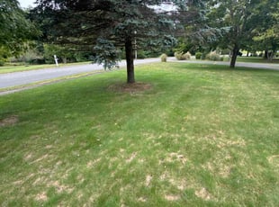 Cheryl S.'s Lawn Mowing Service service result