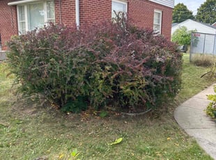 Bush Trimming by Xavier Thomas for Joseph H. in Milwaukee, WI
