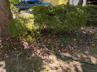 Bush Trimming by Andrew White for Michael C. in Stockbridge, GA