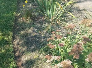Weeding by Larry Mulhall for Stella B. in Fairfax, VA