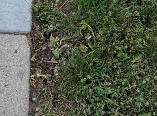 Weeding by Lindsey Whaley for Emilio A. in Bellevue, NE