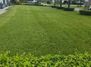 ELIZABETH F.'s Lawn Service service result