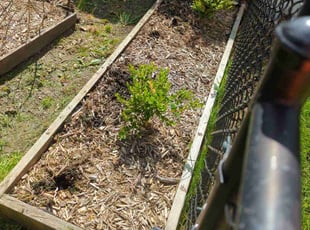 Weeding by Theodore Bomba for Sarah C. in Allendale Charter Township, MI