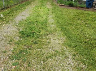 Faina M.'s Lawn Service service result