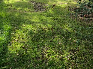 Cleanups by Leo Hollies for Brittany S. in Baton Rouge, LA