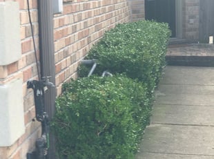 Bush Trimming by Christopher Borras for Taylor L. in Metairie, LA