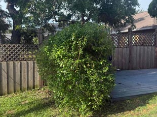 Bush Trimming by Jairo Ibero for Nicholas R. in Davenport, FL