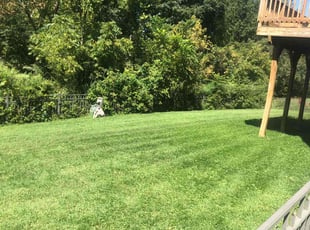 Christine W.'s Lawn Mowing service result