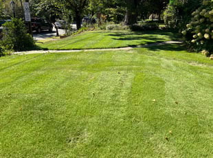 Angela D.'s Lawn Mowing Service service result