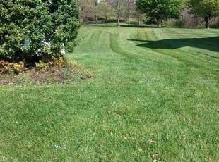 Courtney T.'s Lawn Mowing Service service result