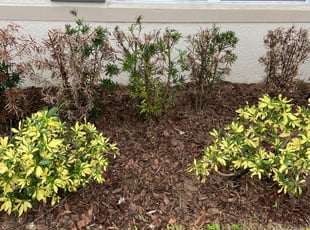 Weeding by Robert Johnson for Autumn A. in Winter Haven, FL