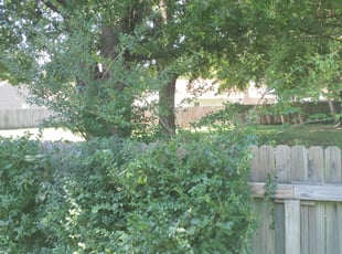 Bush Trimming by Shawn Darland for Tim G. in Virginia Beach, VA