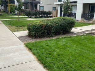 Bush Trimming by Ricky Mendoza for Curtis C. in Denver, CO