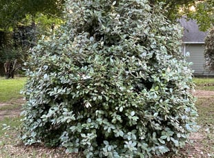 Bush Trimming by Oscar Vega for Rita W. in Porter, TX