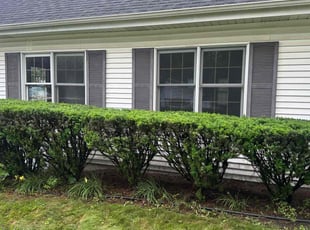 Bush Trimming by Israel Chavez for Manny B. in Naperville, IL