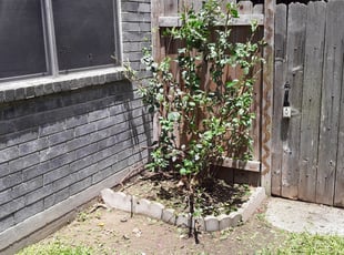 Bush Trimming by JB Irvine for Greg A. in Katy, TX