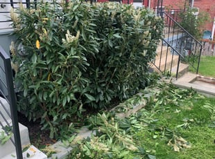 Bush Trimming by Carlos Polanco for Pedro M. in Washington, DC
