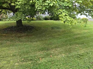 Marttena G.'s Lawn Mowing Service service result