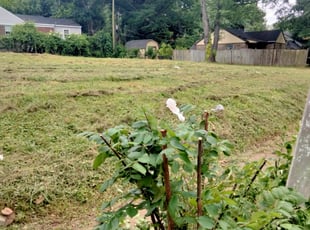 Bush Trimming by Jeremy Partaine for Kenneth R. in Memphis, TN