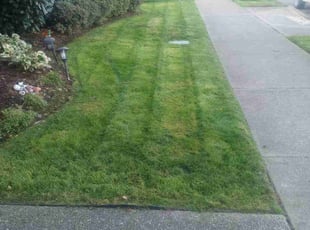 Yashpal S.'s Lawn Care service result