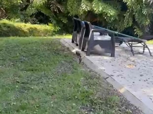 Bush Trimming by Breylin Rapalo for Alissa R. in Miami, FL