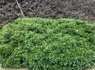 Bush Trimming by Rickey McCoy for Christine G. in Dunwoody, GA