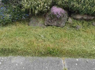 Miramique B.'s Lawn Mowing service result