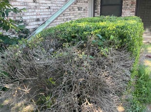 Bush Trimming by Lance Holtman for Flora H. in Oklahoma City, OK