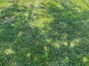 Cleanups by Jose Sanchez for Ram R. in Aurora, IL
