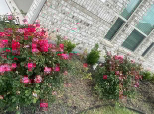 Weeding by Ăngel Hernandez for Jeremy M. in Sunnyvale, TX