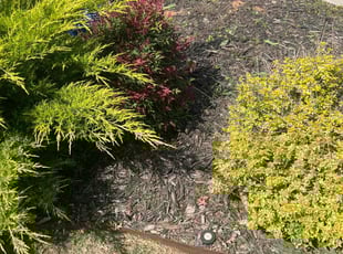 Weeding by Jeff Lipscomb for Lindsey M. in Edmond, OK