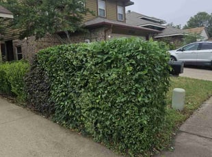 Bush Trimming by Manuel Solis Soto for Terry T. in Garland, TX