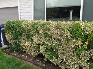 Bush Trimming by Justin Carter for Carri B. in West Valley City, UT