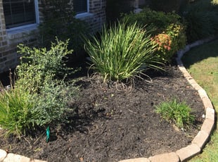 Weeding by Adel Baker for Joe N. in San Antonio, TX