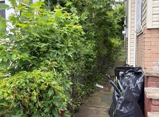 Bush Trimming by Nicholas Harvey for Paul J. in Queens, NY