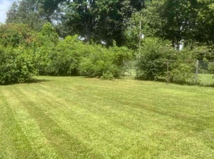 Lindsey M.'s Lawn Mowing service result