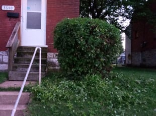 Bush Trimming by David Rodriguez for Jai M. in St. Louis, MO