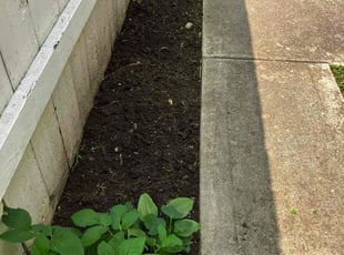 Weeding by Daniel Bunch for Amelia V. in Columbus, OH