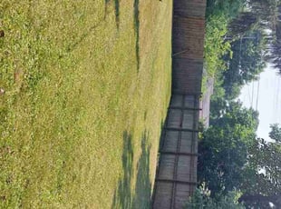 Roxanne W.'s Yard Cutting service result
