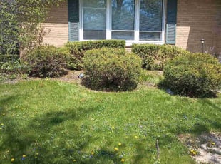 Bush Trimming by Will McCoy for Kevin h. in Oak Forest, IL
