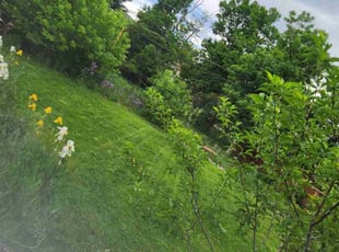 Chad C.'s Lawn Service service result